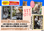 ネコさんの「心にしみる」おひとりさま名言